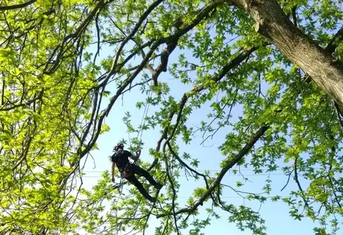 haubanage à Evron - image 2