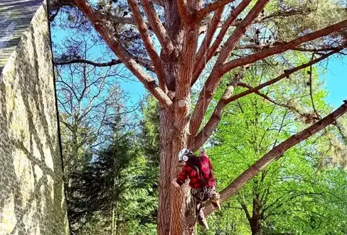 haubanage à Evron - image 3