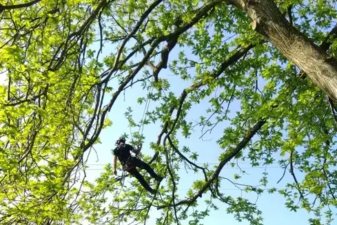 haubanage à Villaines-la-Juhel - image 2