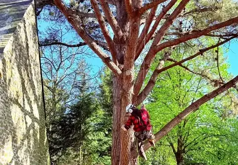 rognage de souche Ambrière-les-Vallées-1