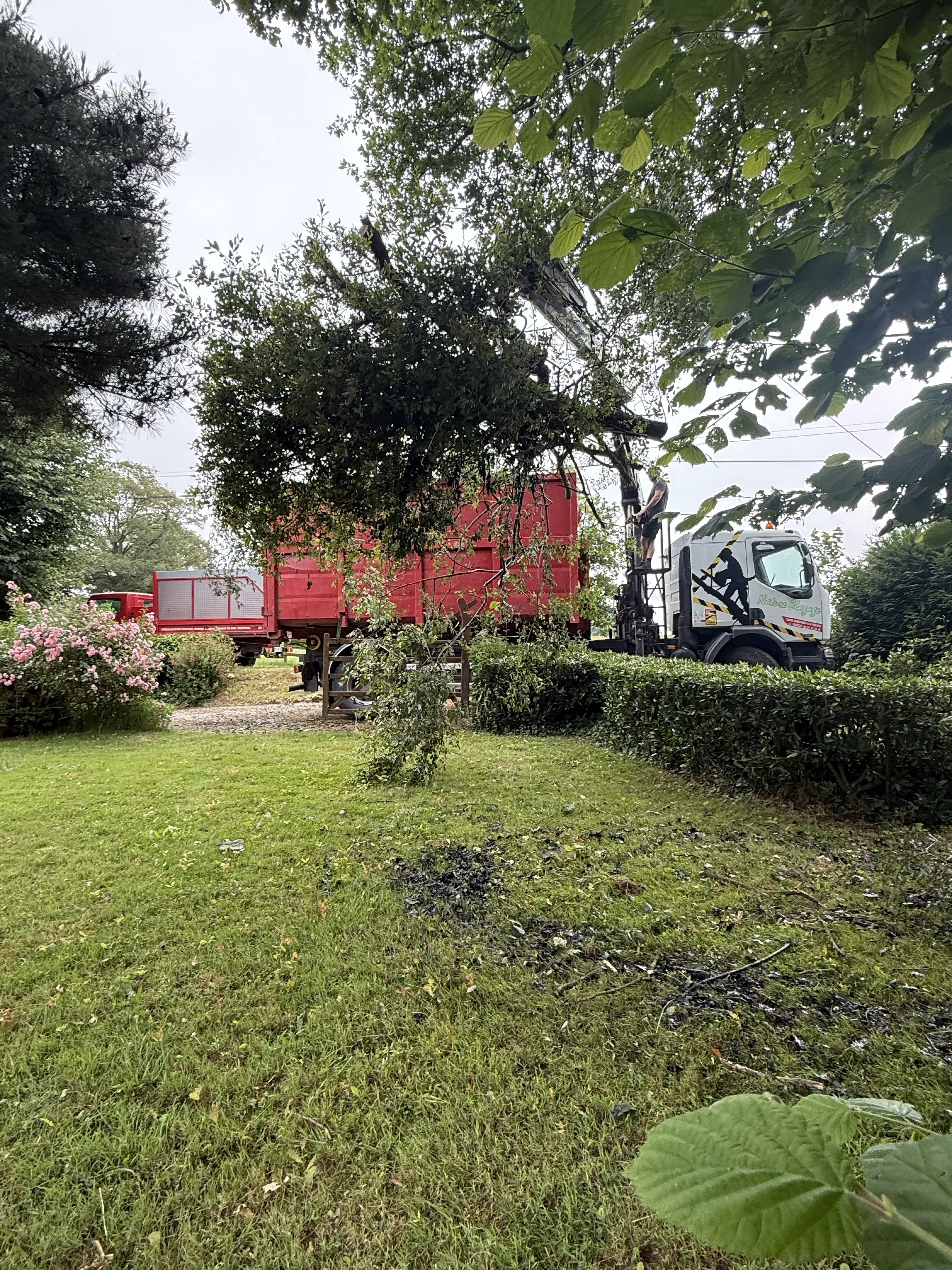 rognage de souche ambriere les vallees