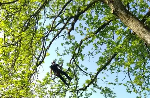 rognage de souche à Ambrière-les-Vallées - image 3