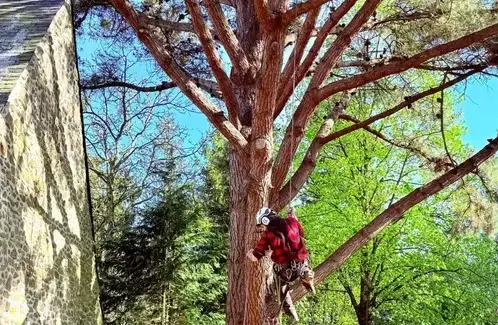 rognage de souche Domfront en Poiraie-1