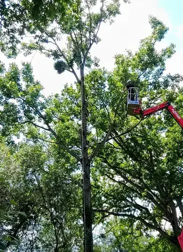 rognage de souche à Domfront en Poiraie - image 3
