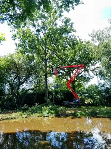 rognage de souche Domfront en Poiraie-5