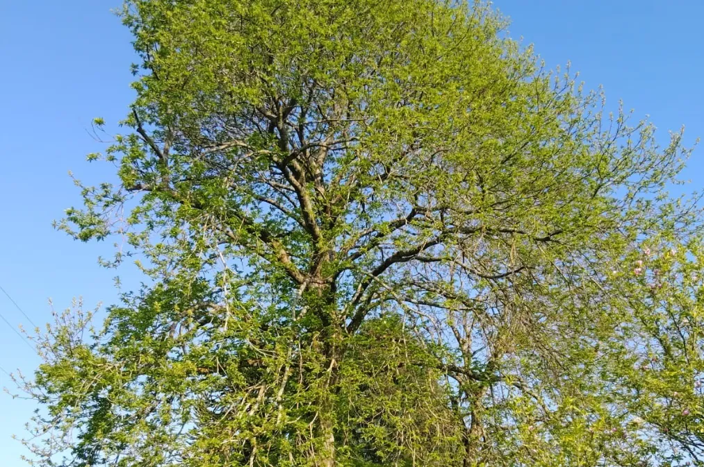 rognage de souche domfront en poiraie