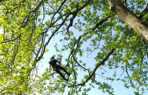 rognage de souche à Ernée - image 2