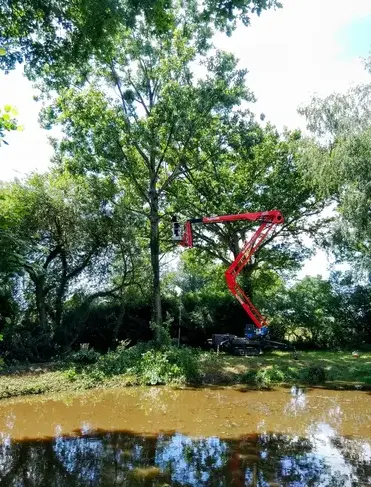 rognage de souche à Ernée - image 3