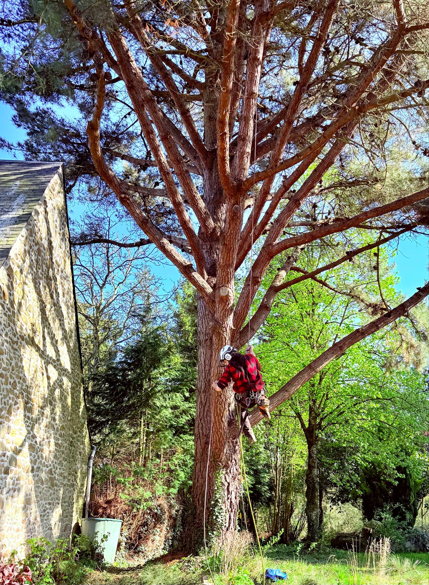 rognage de souche ernee