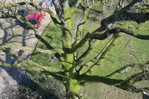 rognage de souche à Evron - image 4