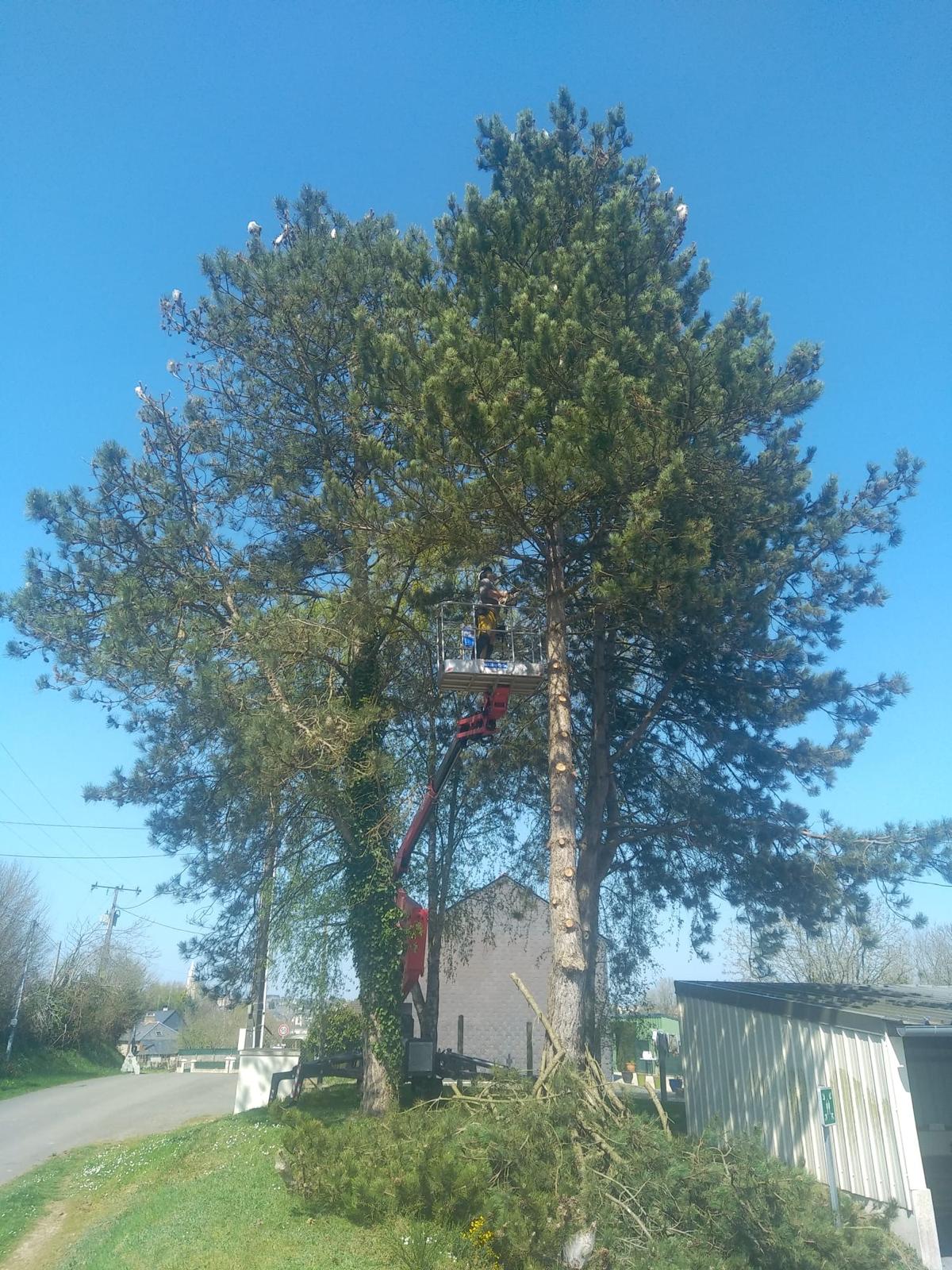 rognage de souche evron