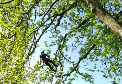 rognage de souche à Martigné-sur-Mayenne - image 2