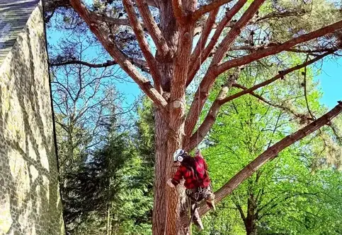 rognage de souche Martigné-sur-Mayenne-5