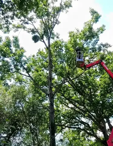 rognage de souche à Mayenne - image 2