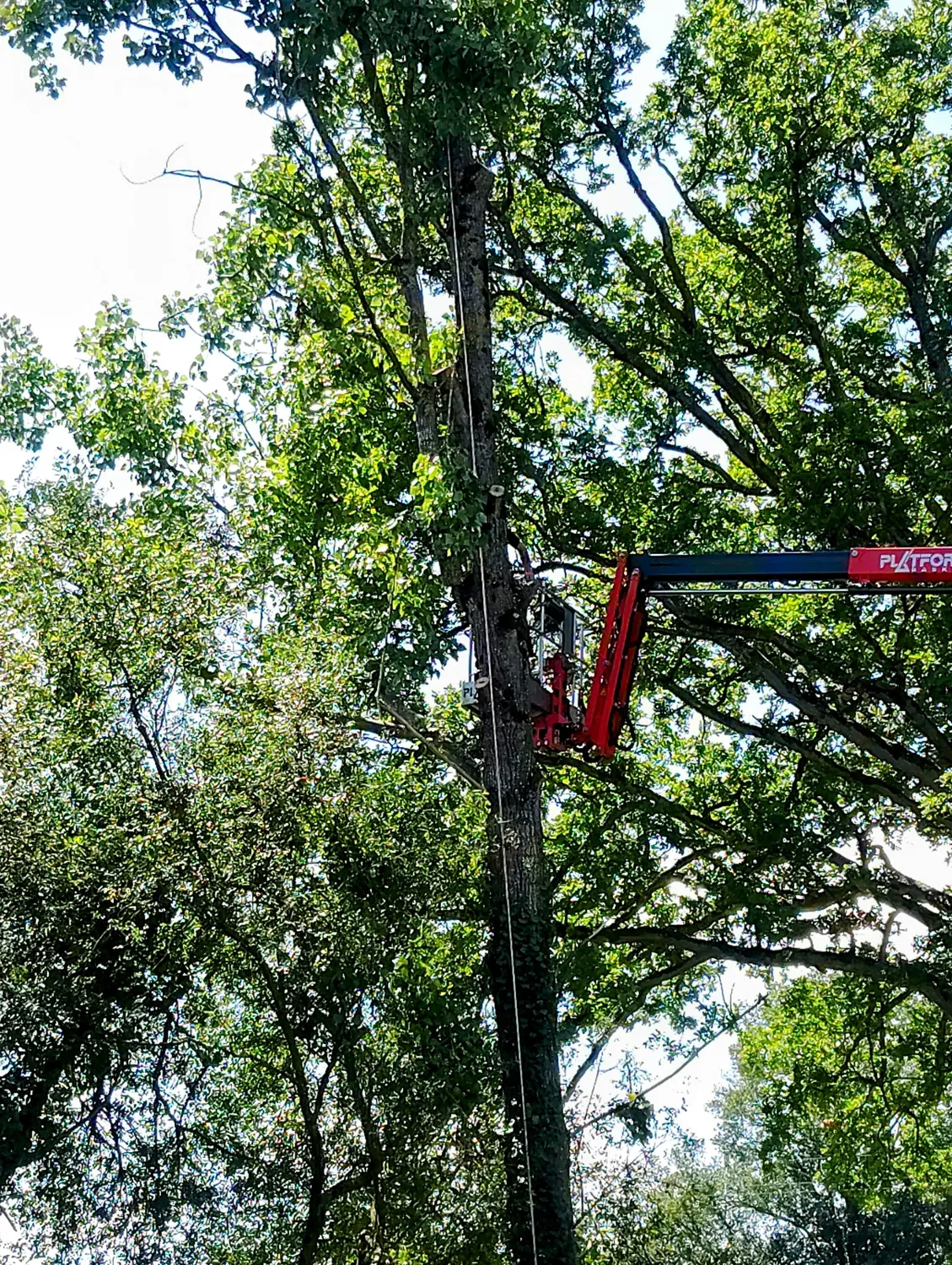 rognage de souche mayenne