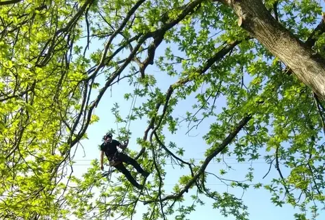 rognage de souche Mayenne-5