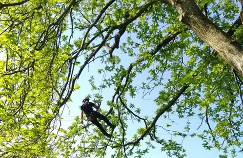 rognage de souche Villaines-la-Juhel-5