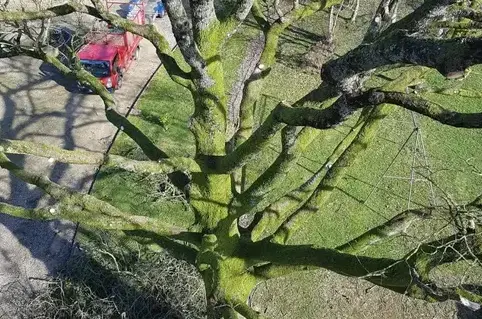 tailles des arbres à Ambrière-les-Vallées - image 2
