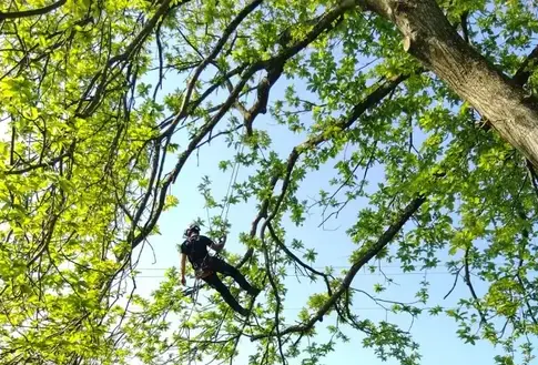 tailles des arbres à Ambrière-les-Vallées - image 4