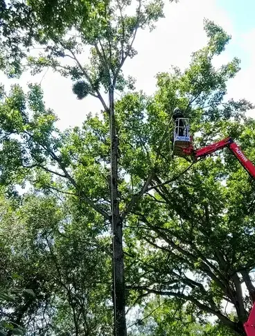 tailles des arbres Ambrière-les-Vallées-5