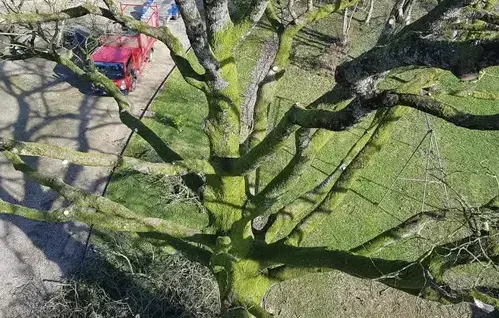 tailles des arbres Bagnoles de l'Orne-1