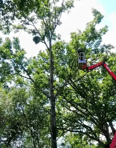 tailles des arbres à Bagnoles de l'Orne - image 2