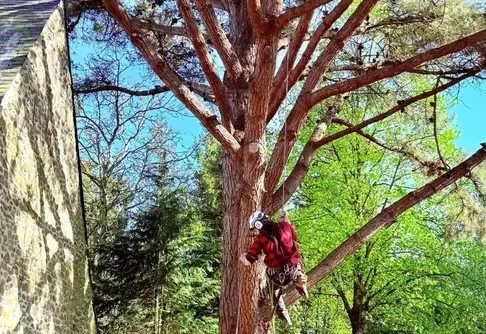 tailles des arbres à Bagnoles de l'Orne - image 4