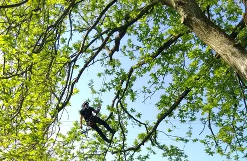 tailles des arbres Bagnoles de l'Orne-5
