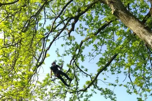 tailles des arbres Domfront en Poiraie-1