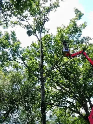 tailles des arbres à Domfront en Poiraie - image 4
