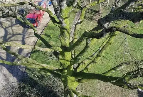 tailles des arbres Domfront en Poiraie-5