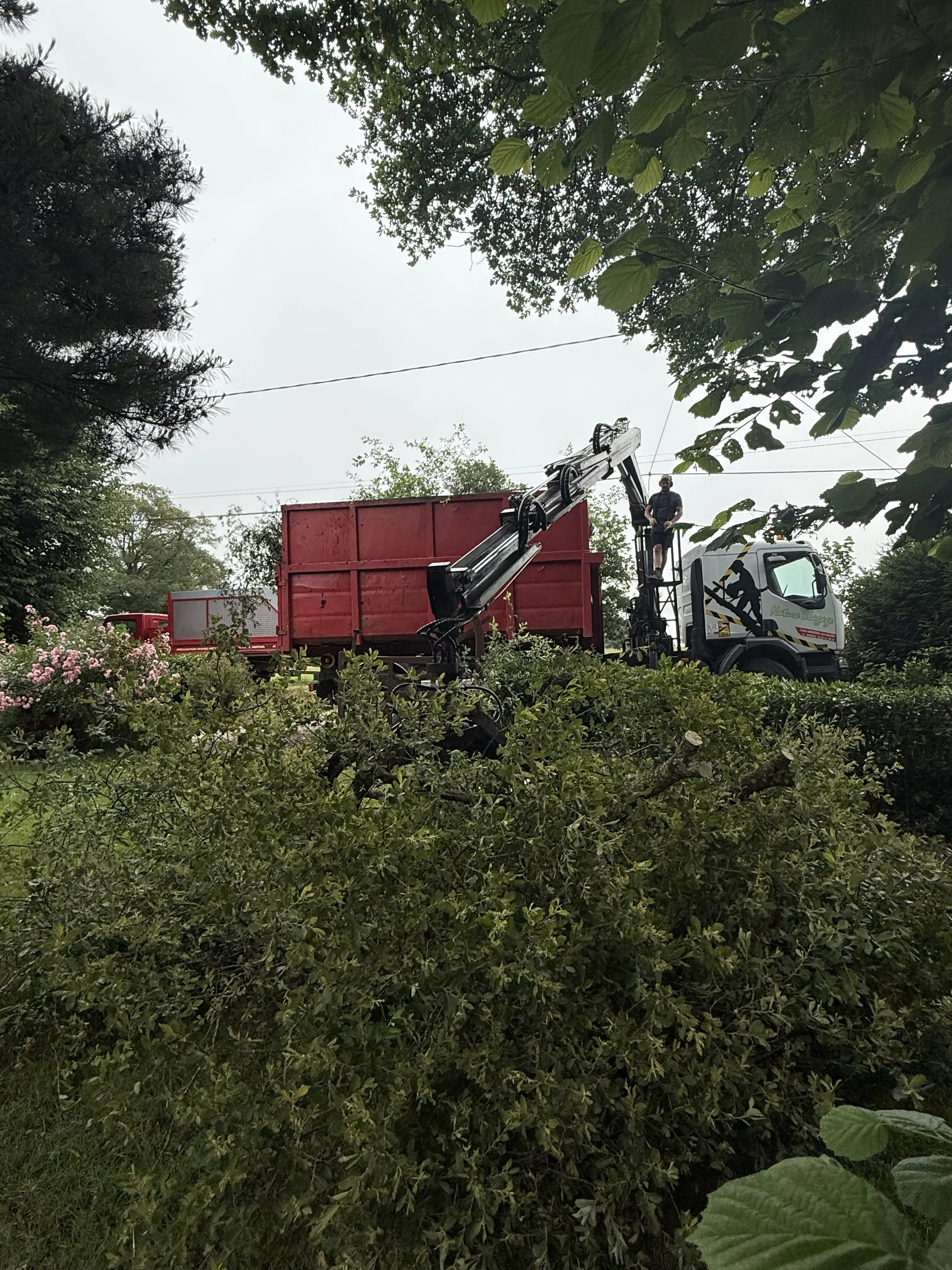 tailles des arbres domfront en poiraie