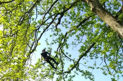 tailles des arbres à Ernée - image 4
