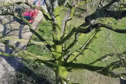 tailles des arbres Ernée-5