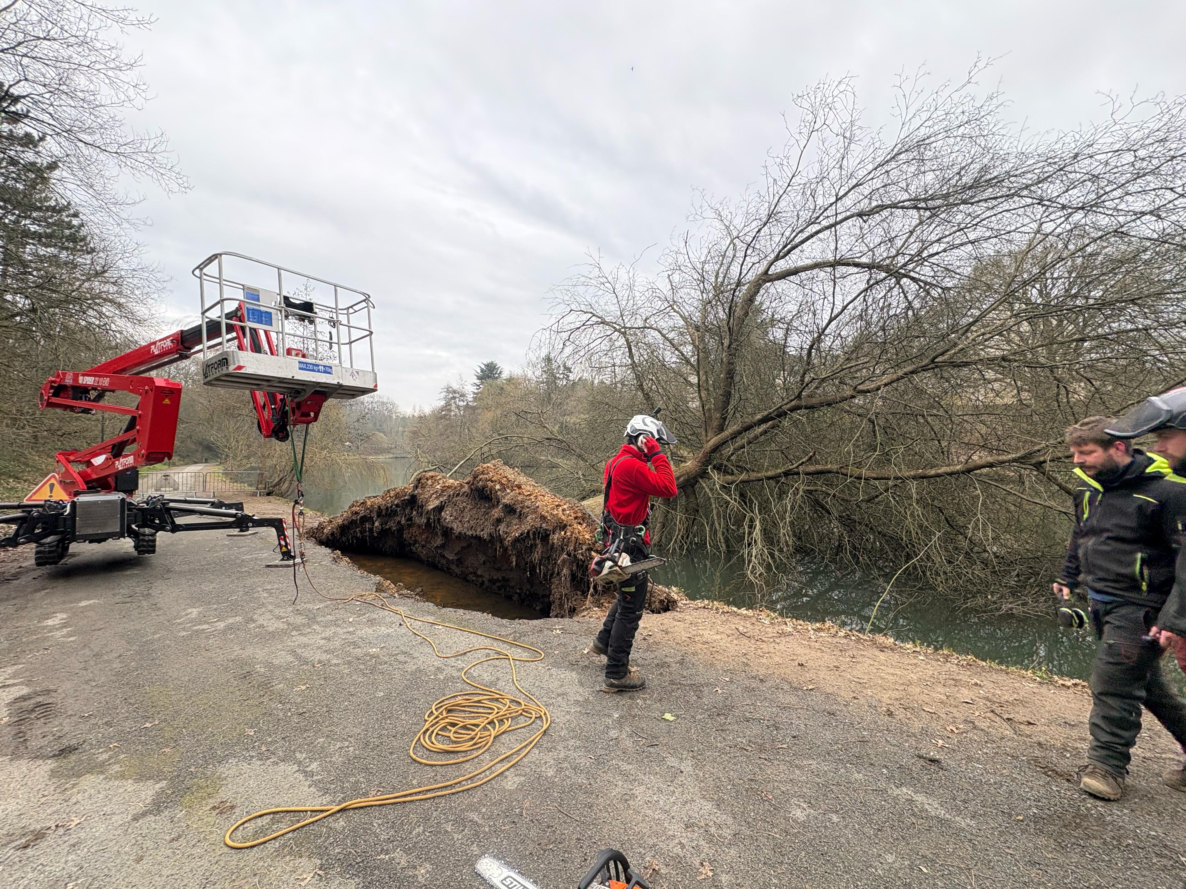 tailles des arbres ernee