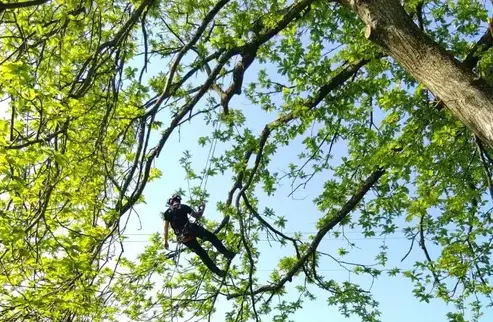 tailles des arbres Evron-1