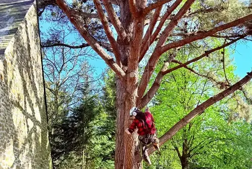 tailles des arbres à Evron - image 2
