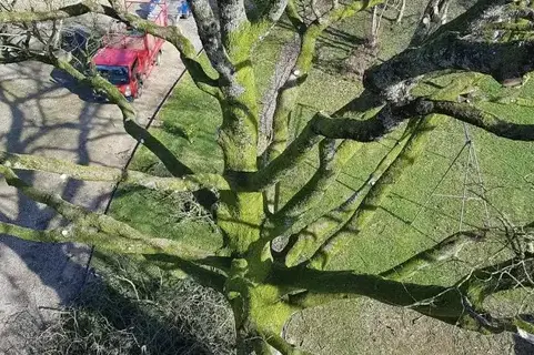 tailles des arbres à Evron - image 3