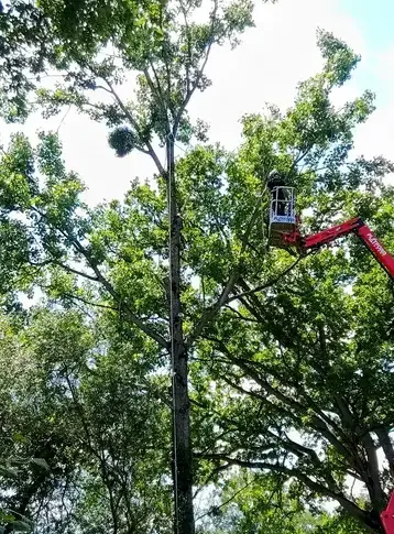 tailles des arbres à Evron - image 4