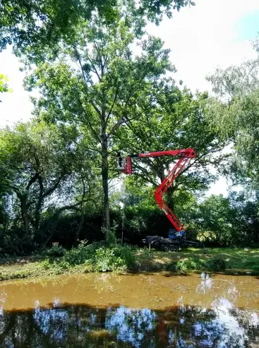 tailles des arbres Evron-5