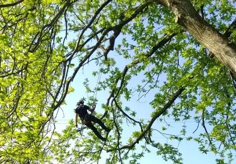 tailles des arbres Martigné-sur-Mayenne-5