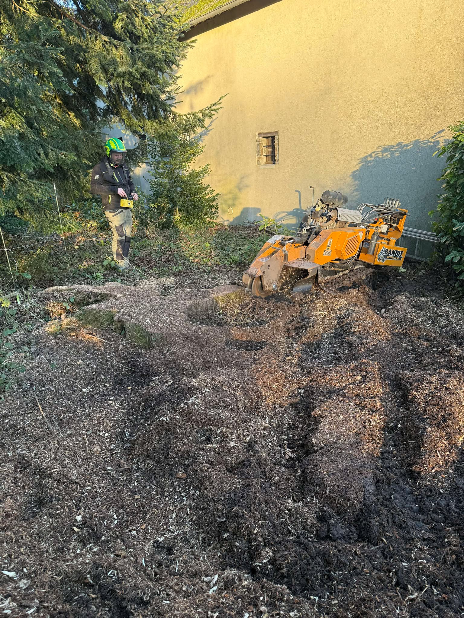 tailles des arbres martigne sur mayenne