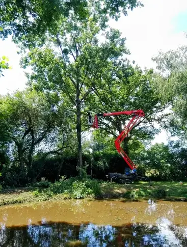 tailles des arbres Mayenne-1