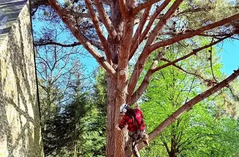 tailles des arbres Mayenne-5