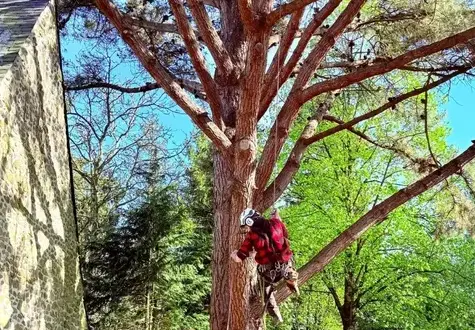 tailles des arbres Villaines-la-Juhel-1